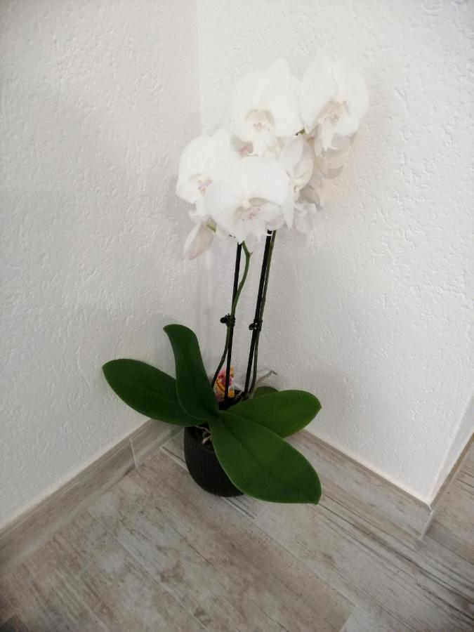 Apartment Lijana Sea View Tučepi エクステリア 写真